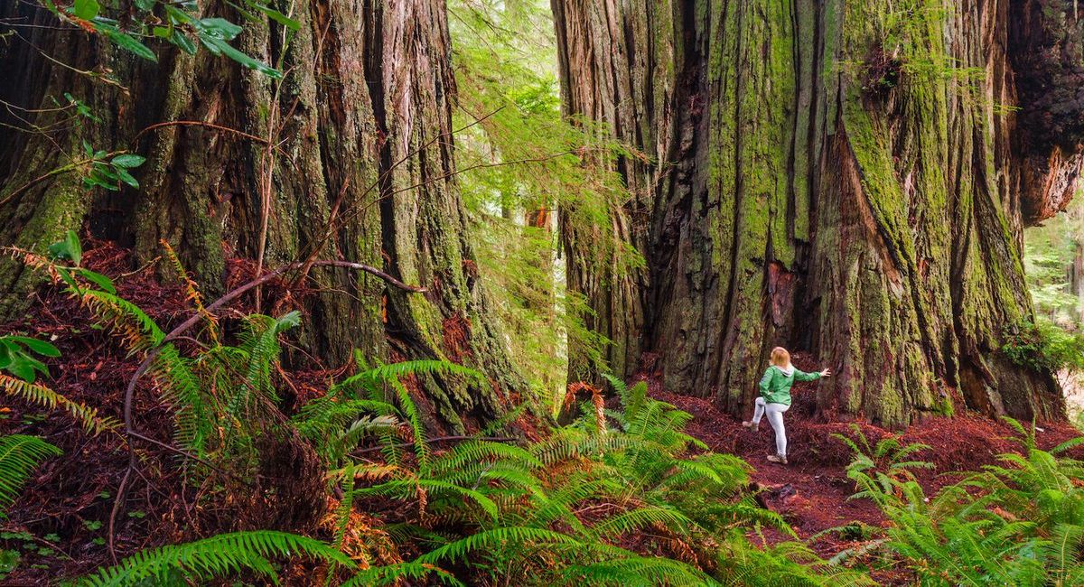 secrets-of-californias-redwood-coast-paths
