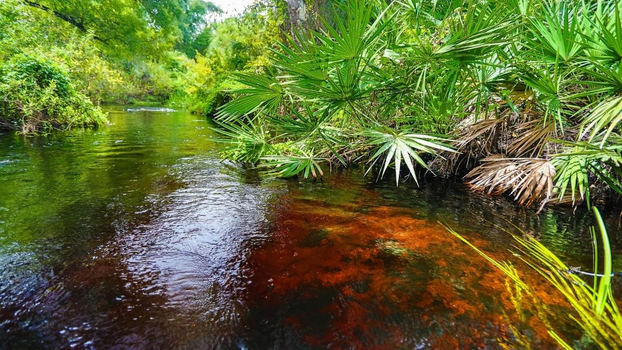 secrets-of-floridas-tiger-creek