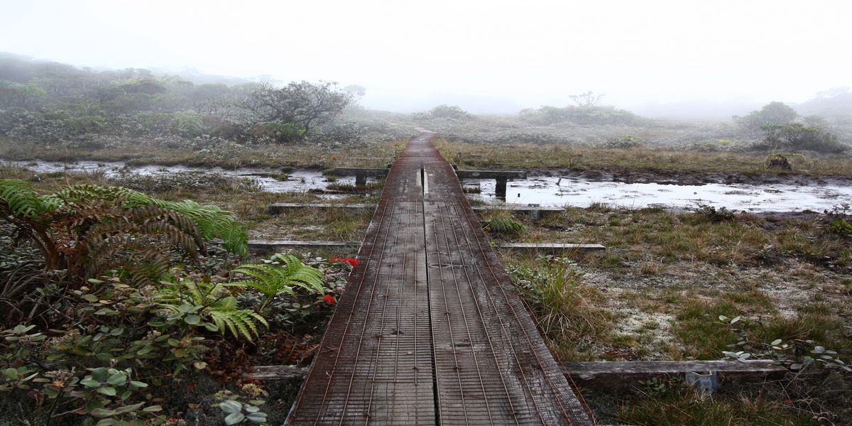Secrets-Of-Hawaii8217s-Alakai-Swamp-Revealed secrets-of-hawaiis-alakai-swamp-revealed