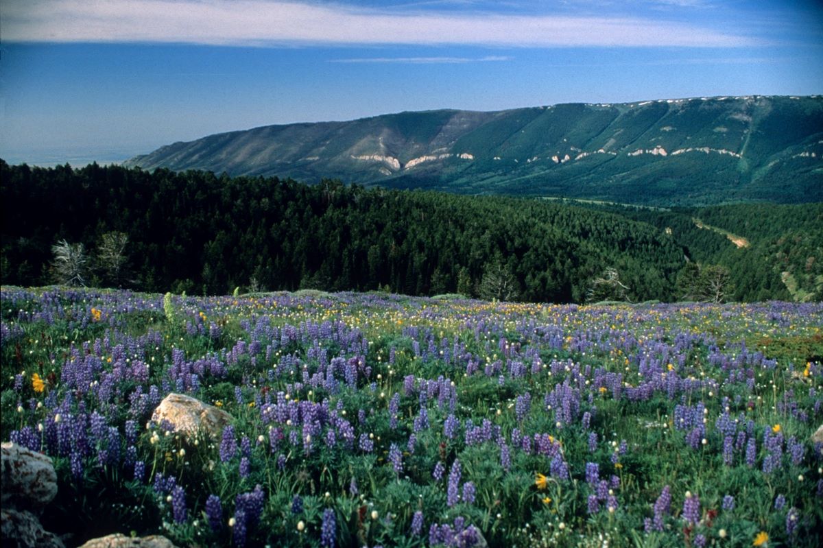 secrets-of-montanas-pryor-mountains-hidden-valleys