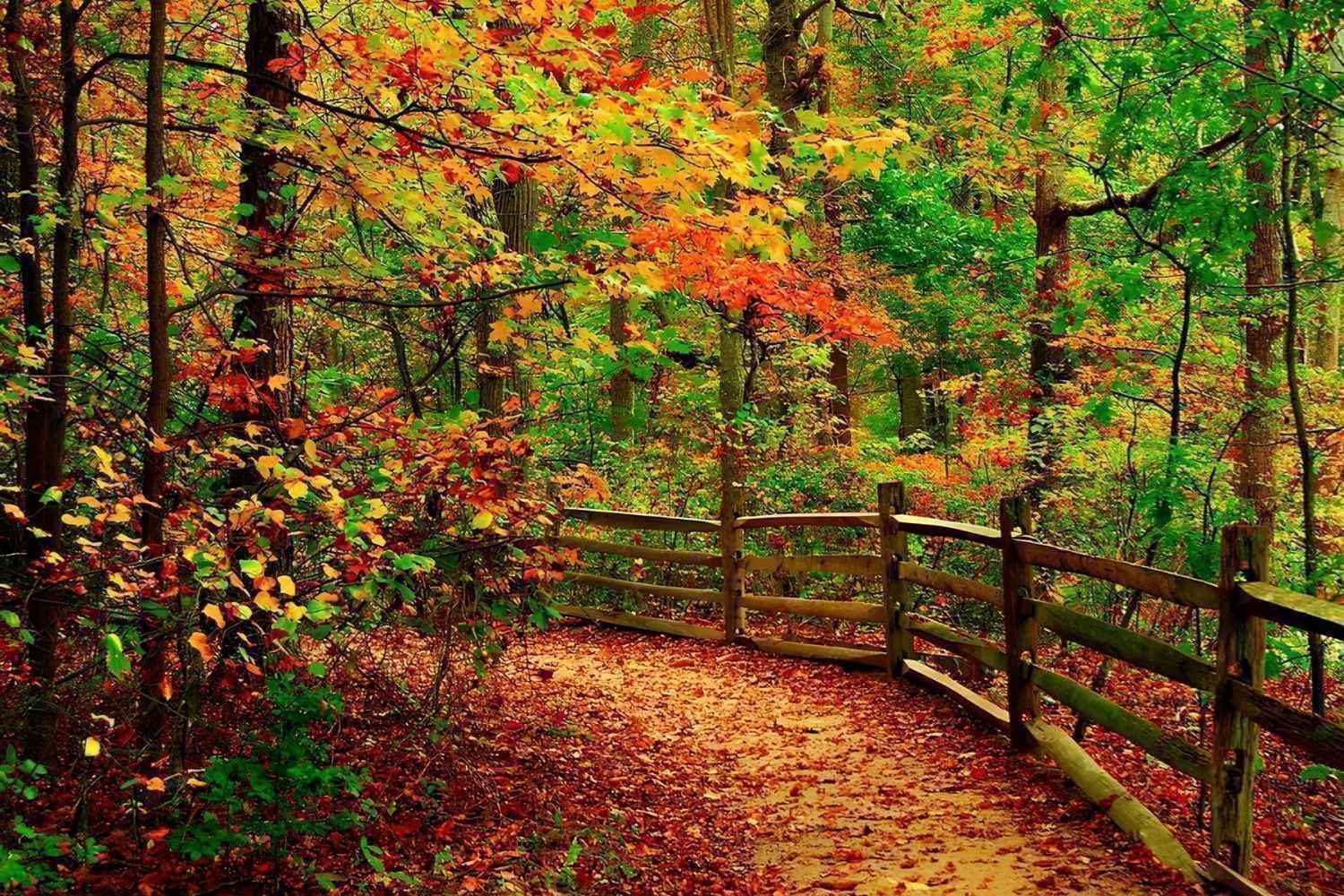 Secrets-Of-New-Jersey8217s-Allaire-Forest secrets-of-new-jerseys-allaire-forest
