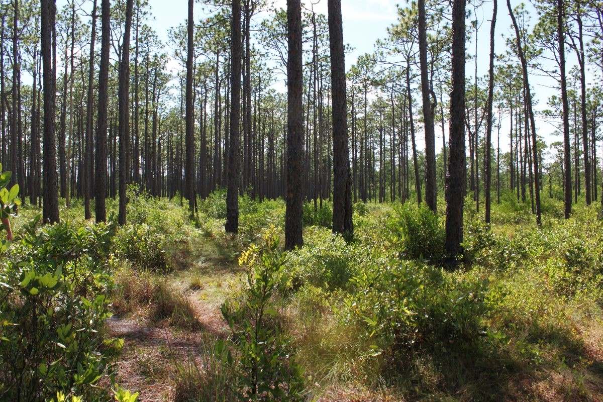 secrets-of-north-carolinas-green-swamp