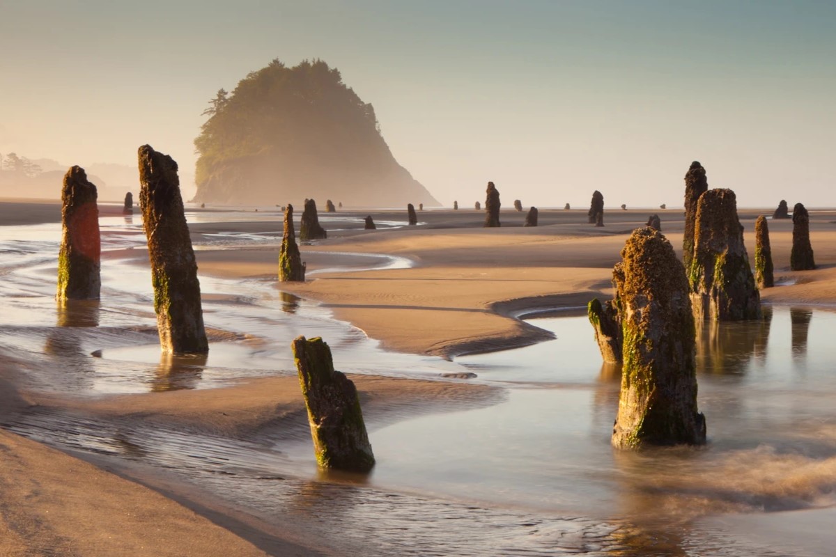 secrets-of-oregons-ghost-forest