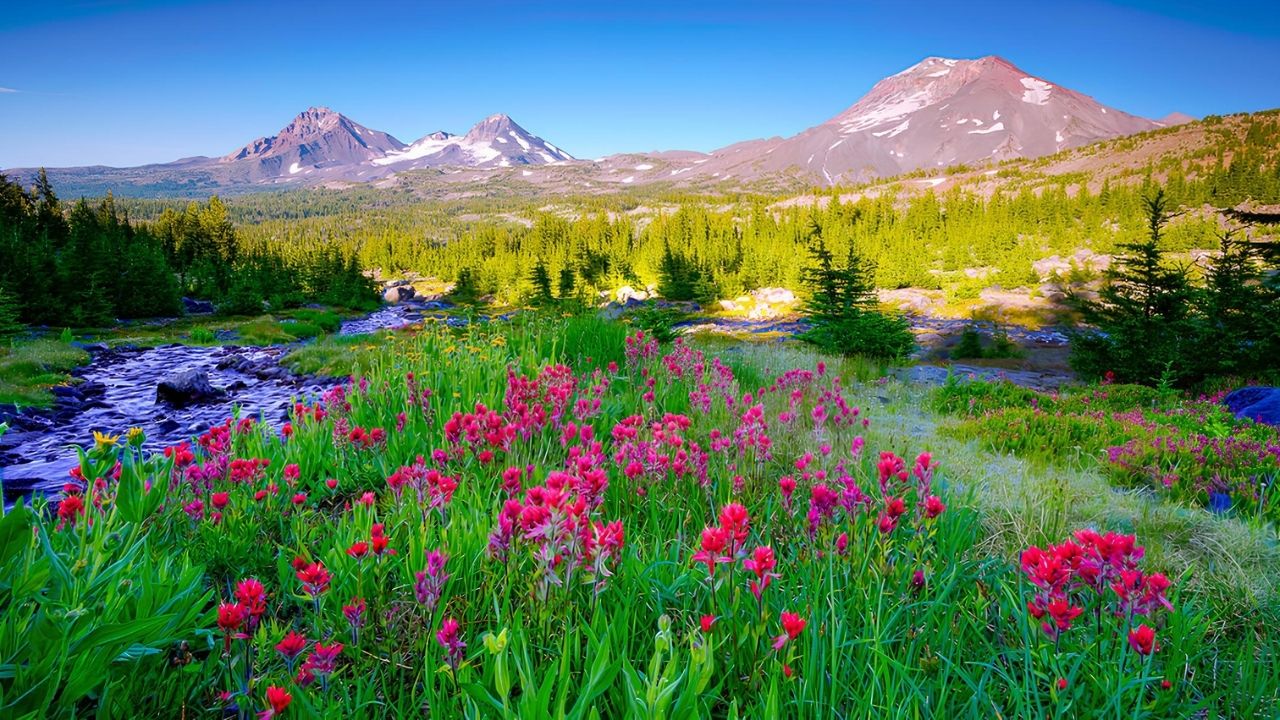 Secrets-Of-Oregon8217s-Three-Sisters-Forests secrets-of-oregons-three-sisters-forests