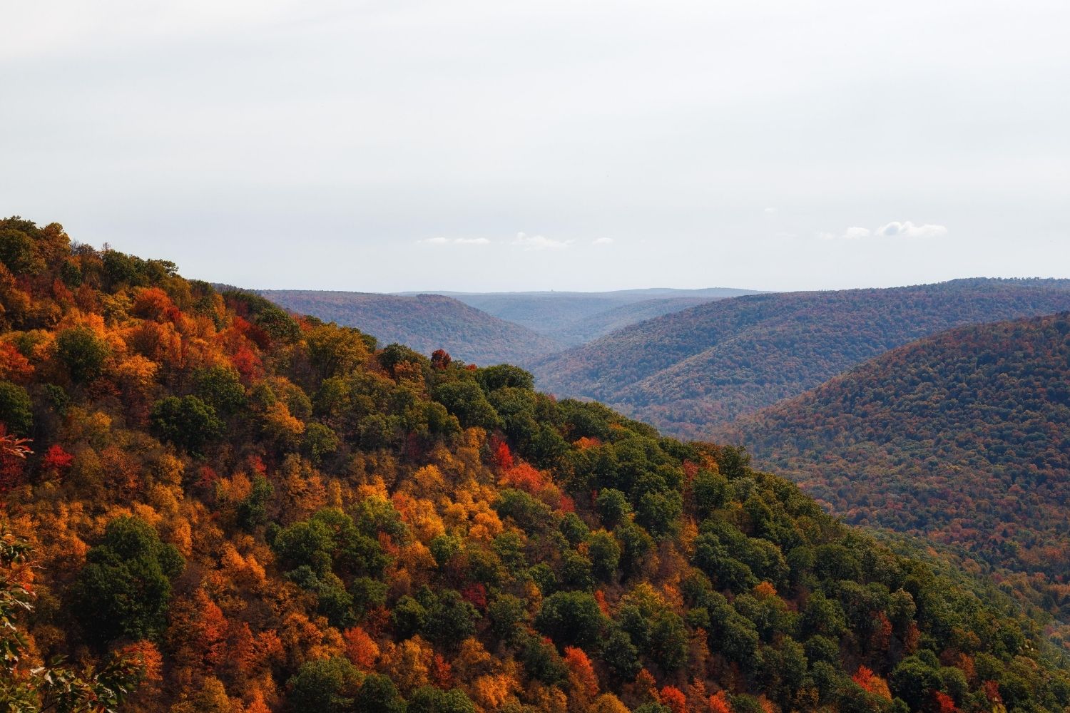 Secrets-Of-Pennsylvania8217s-Endless-Forest secrets-of-pennsylvanias-endless-forest
