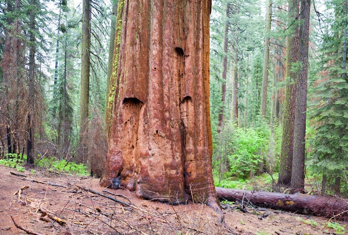 secrets-of-the-ancient-basin-in-redwood-grove