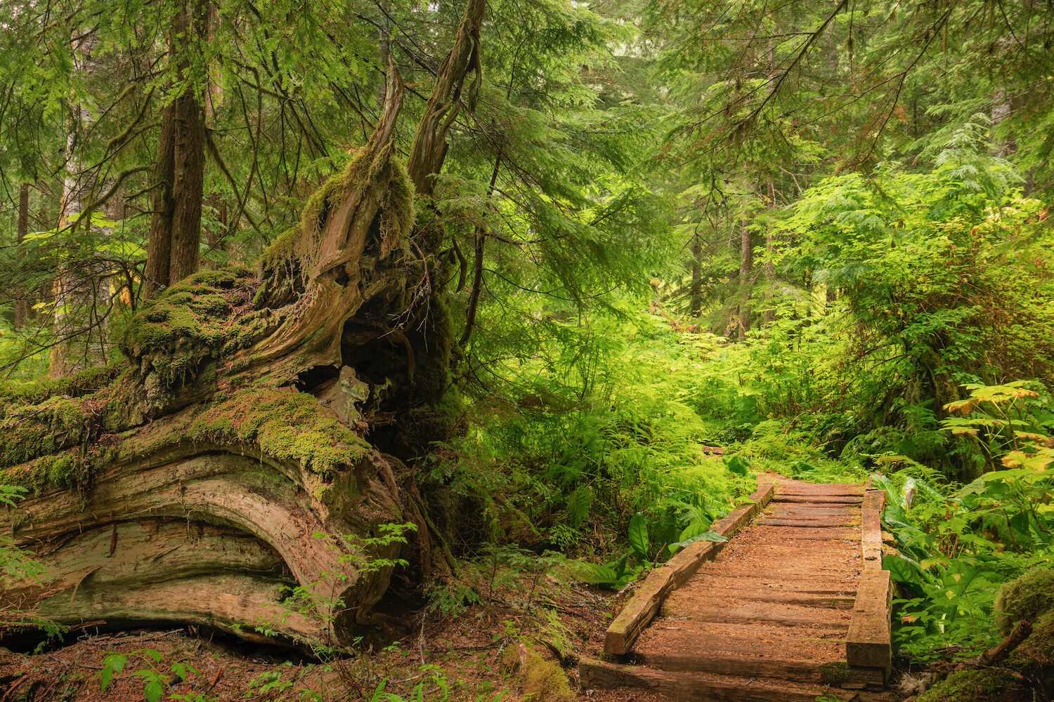 Secrets-Of-The-Ancient-Forest-In-Cascade-Range secrets-of-the-ancient-forest-in-cascade-range