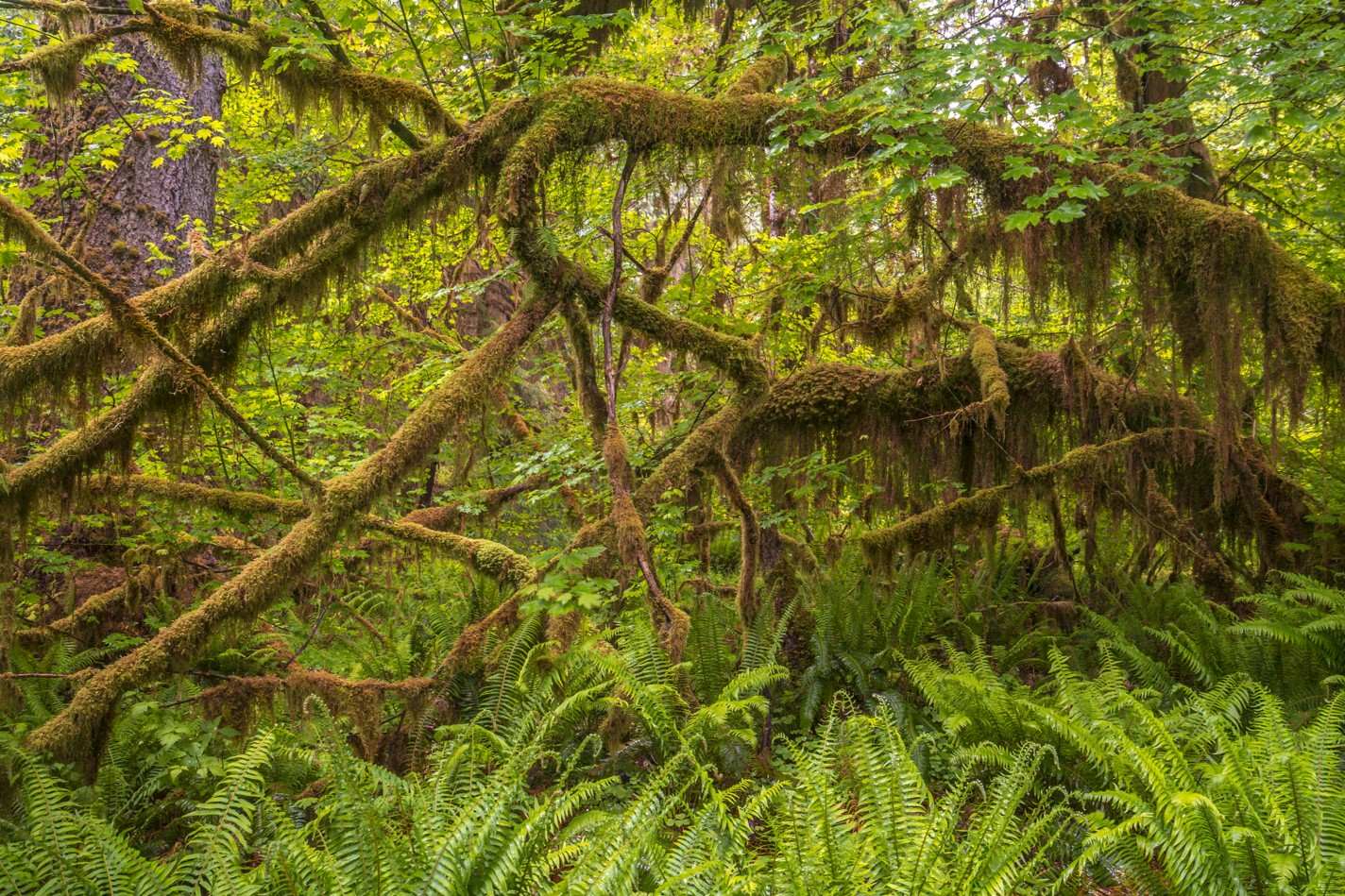 Secrets-Of-The-Ancient-Forest-In-Olympic-Valley secrets-of-the-ancient-forest-in-olympic-valley