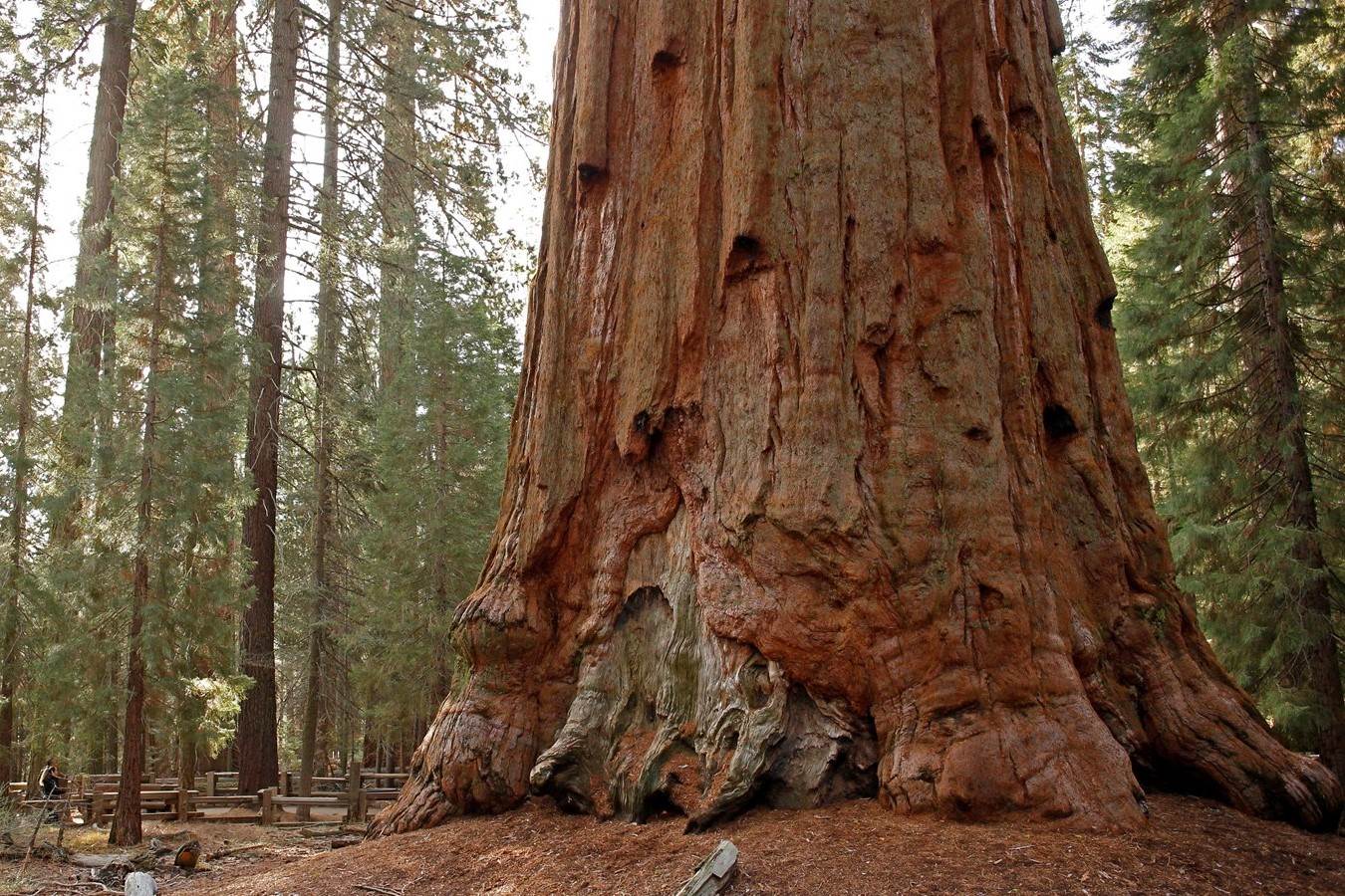 Secrets-Of-The-Ancient-Forest-In-Sequoia-Grove secrets-of-the-ancient-forest-in-sequoia-grove