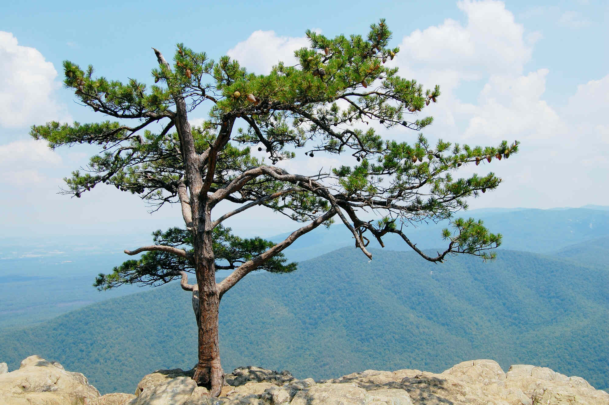 secrets-of-virginias-ravens-roost