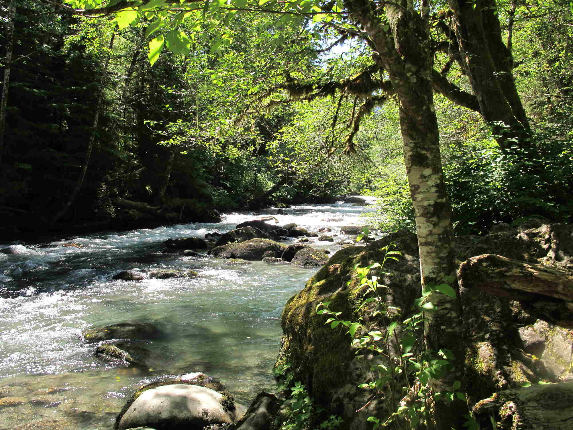 secrets-of-washingtons-boulder-creek-springs