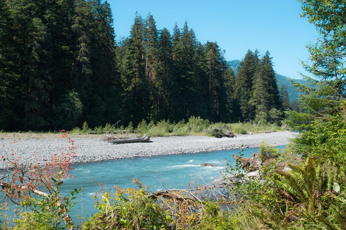 Secrets-Of-Washington8217s-Hoh-River-Trail secrets-of-washingtons-hoh-river-trail