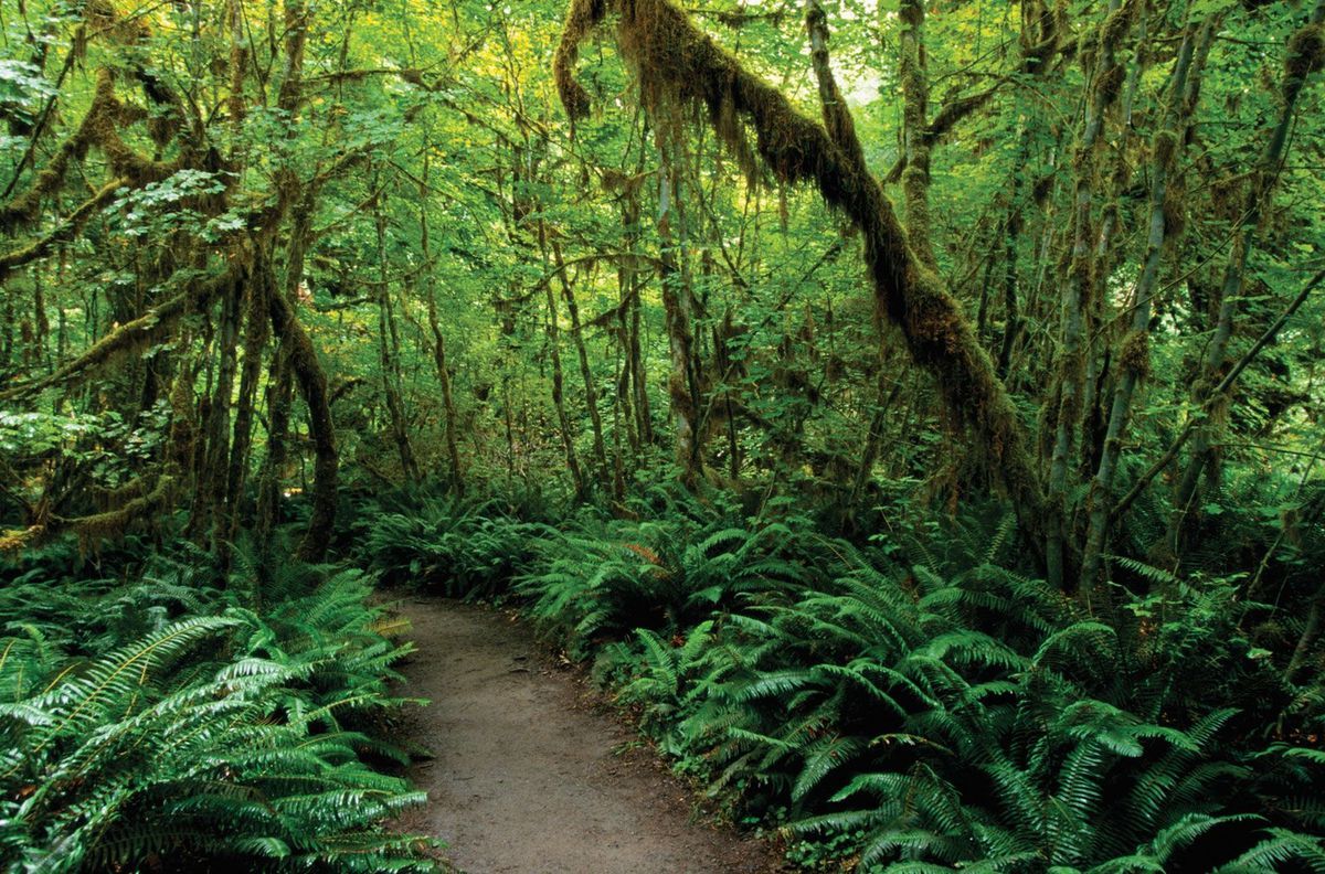 Secrets-Of-Washington8217s-Olympic-Rain-Forest secrets-of-washingtons-olympic-rain-forest