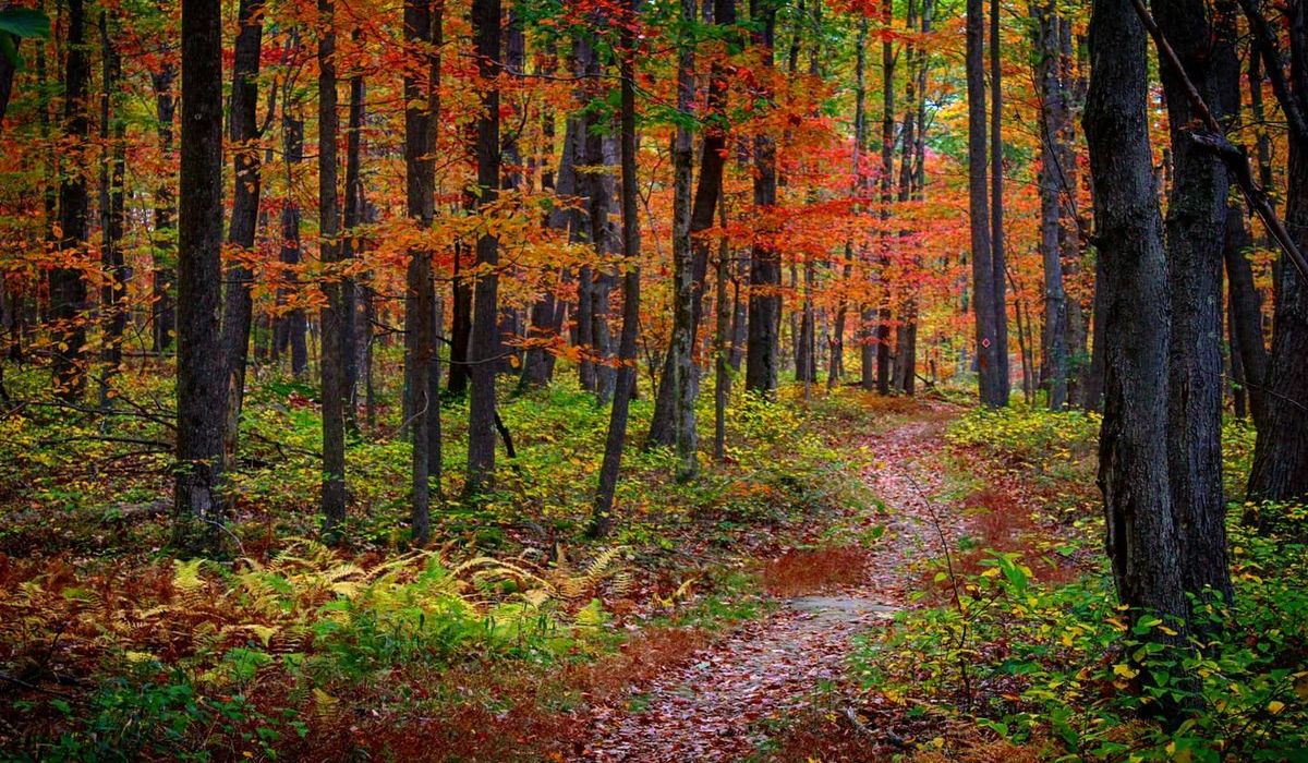 Secrets-Of-West-Virginia8217s-Allegheny-Trails secrets-of-west-virginias-allegheny-trails