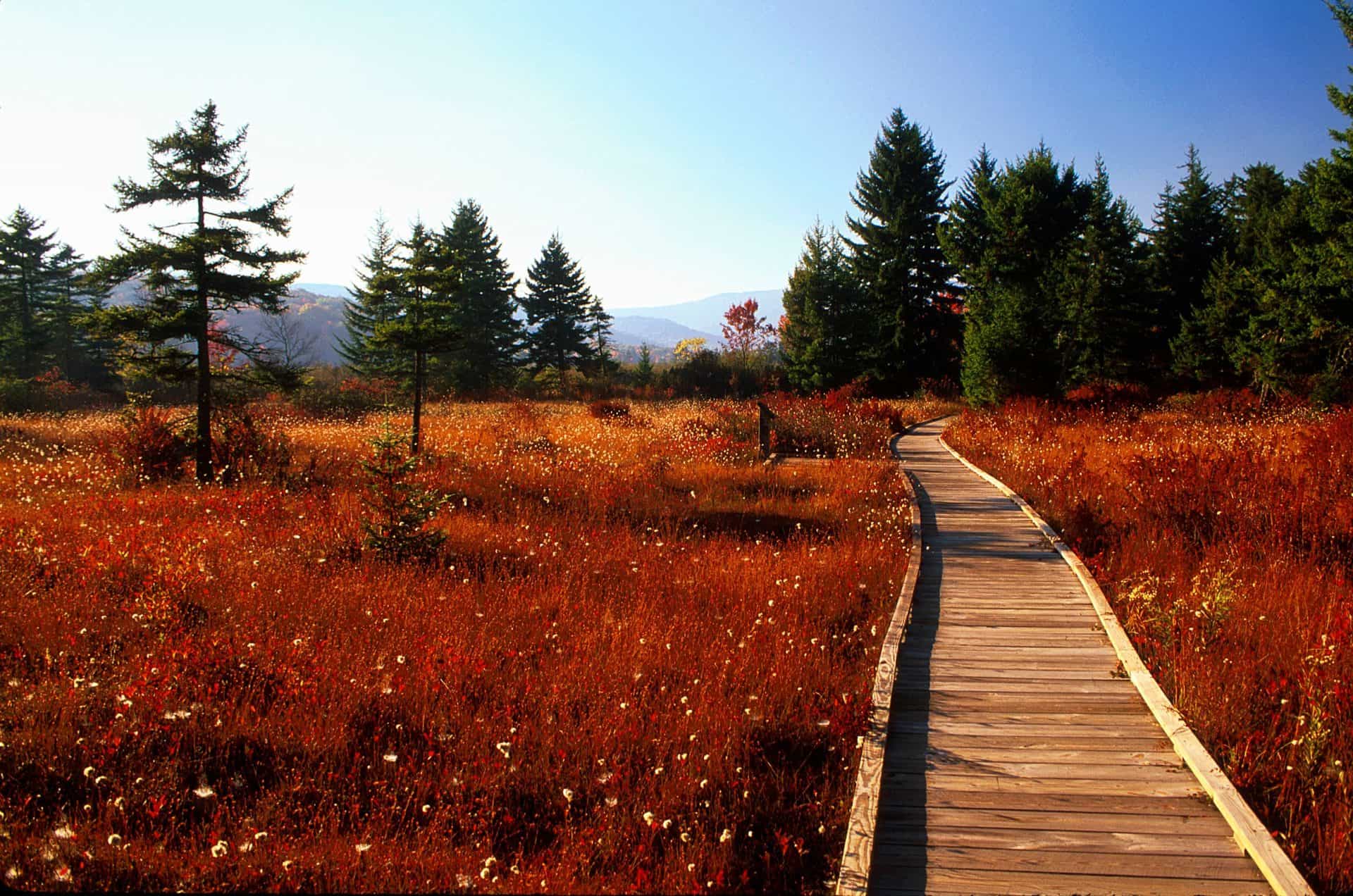 Secrets-Of-West-Virginia8217s-Cranberry-Glades secrets-of-west-virginias-cranberry-glades