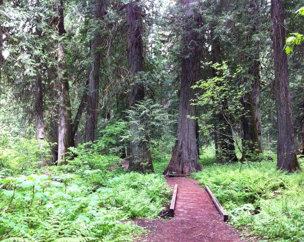 Whispers-In-The-White-Pines-Secrets-Of-Ancient-Cedar-Groves whispers-in-the-white-pines-secrets-of-ancient-cedar-groves
