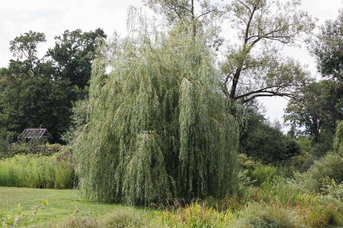 Whispers-In-The-Willows-Hidden-Giants-Of-The-Eastern-Forests whispers-in-the-willows-hidden-giants-of-the-eastern-forests