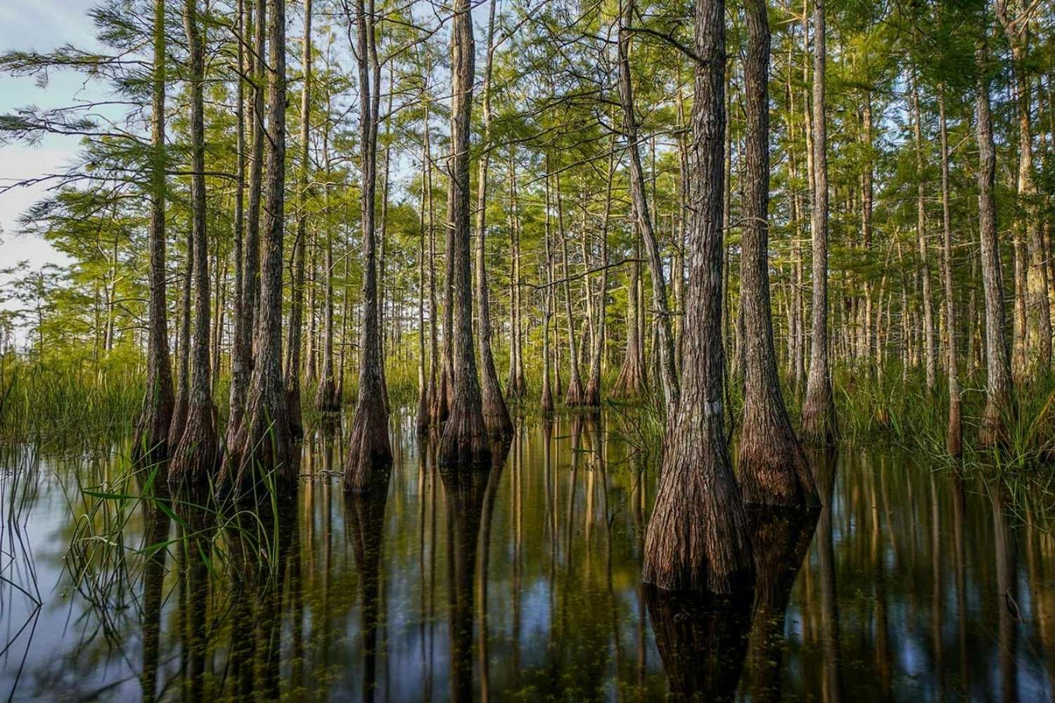 Hidden-Trading-Paths-Of-Florida8217s-Big-Cypress hidden-trading-paths-of-floridas-big-cypress