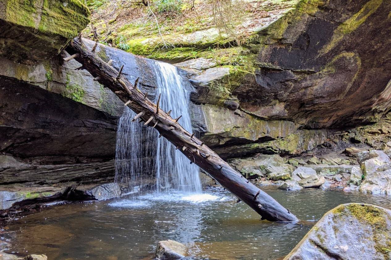 kentuckys-dog-slaughter-enigma