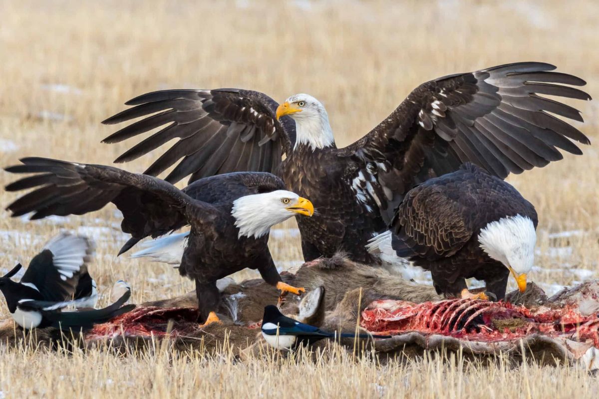 Mysteries-Behind-Montana8217s-Three-Eagles mysteries-behind-montanas-three-eagles