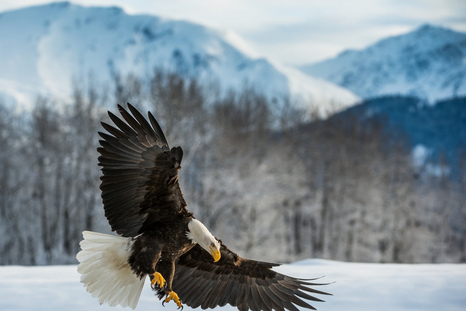 mysteries-behind-pennsylvanias-bald-eagle