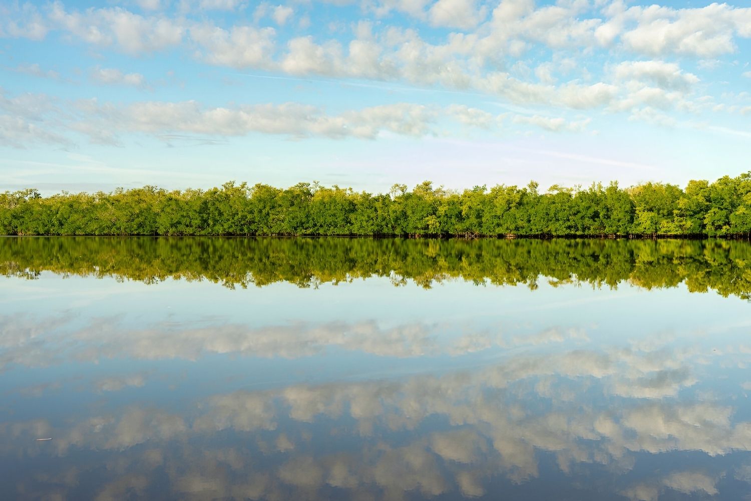 mysteries-beneath-floridas-rookery-bay