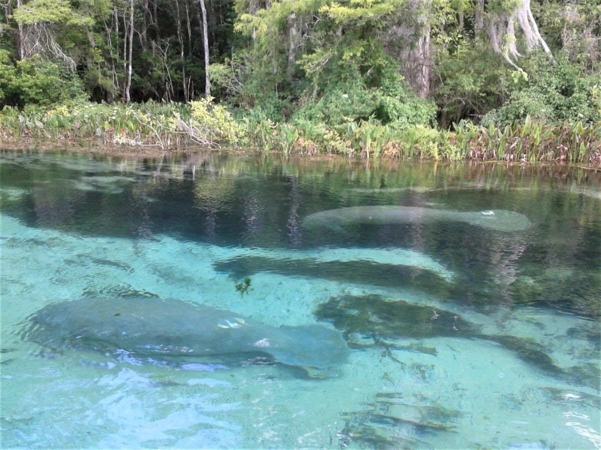mysteries-beneath-floridas-wakulla-springs