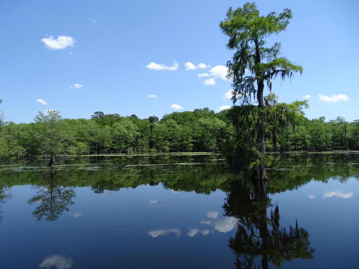 Mysteries-Beneath-Louisiana8217s-Chicot-Lake mysteries-beneath-louisianas-chicot-lake