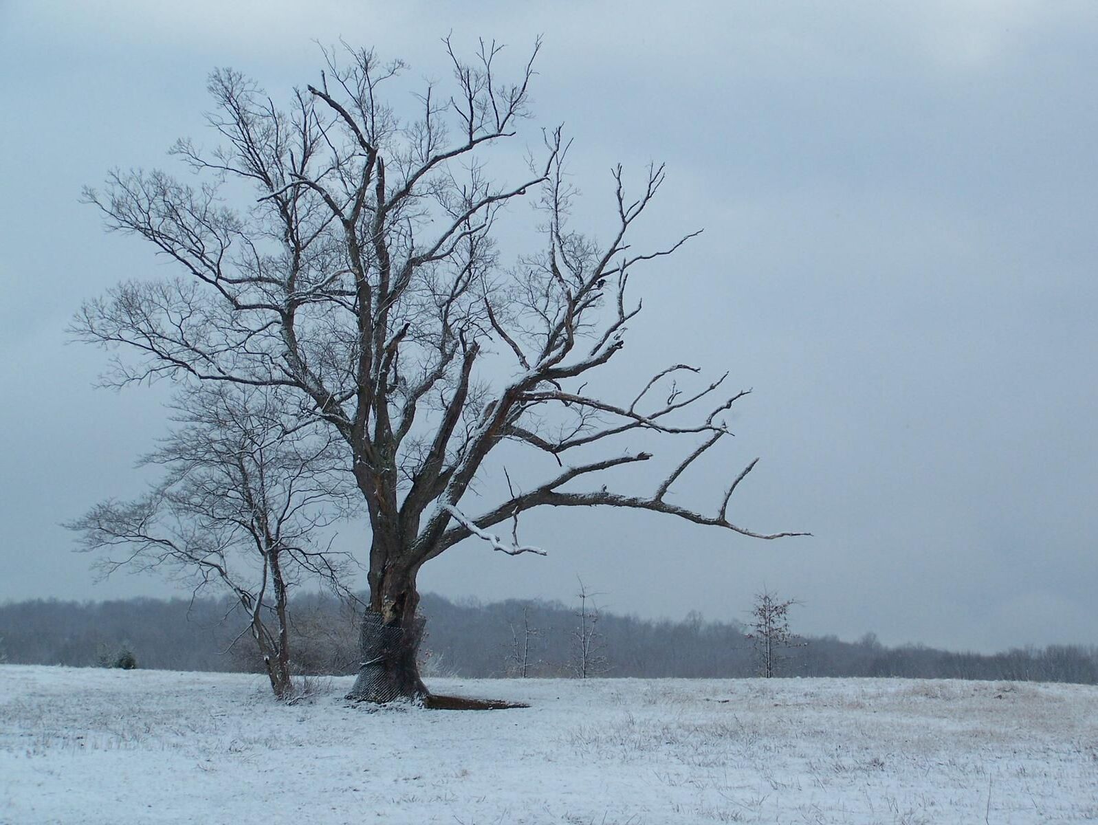Mysteries-Beneath-New-Jersey8217s-Devil8217s-Tree mysteries-beneath-new-jerseys-devils-tree