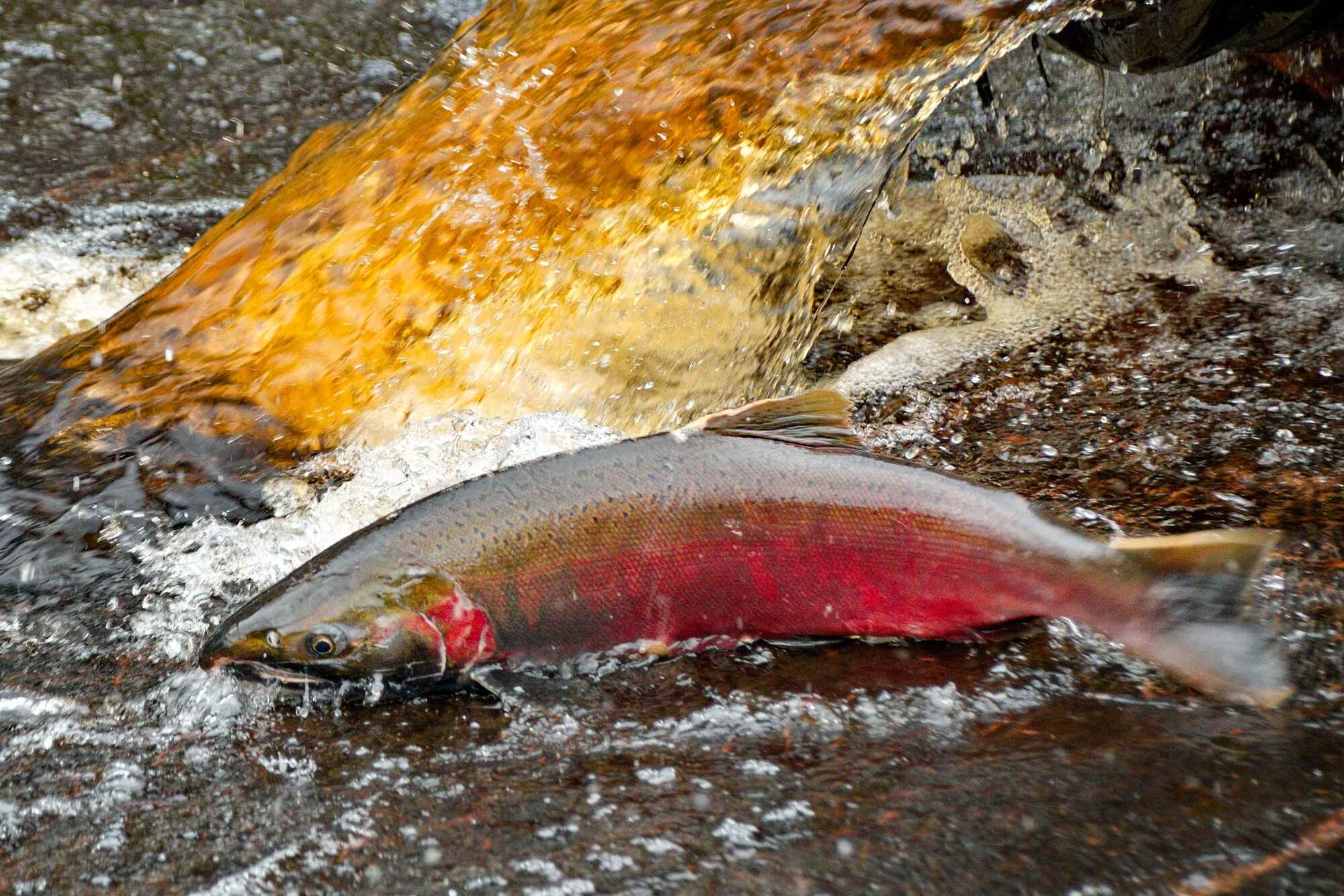 Mysteries-Of-Alaska8217s-Salmon-Creek mysteries-of-alaskas-salmon-creek