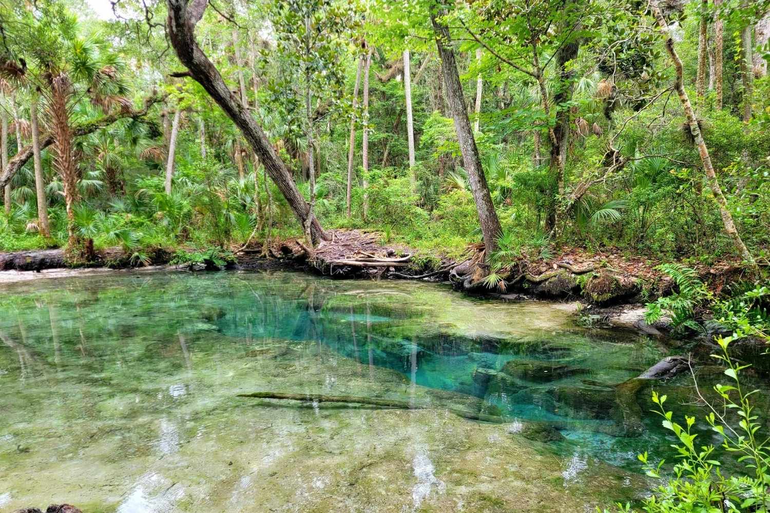 Mysteries-Of-Florida8217s-Chassahowitzka-Waters mysteries-of-floridas-chassahowitzka-waters