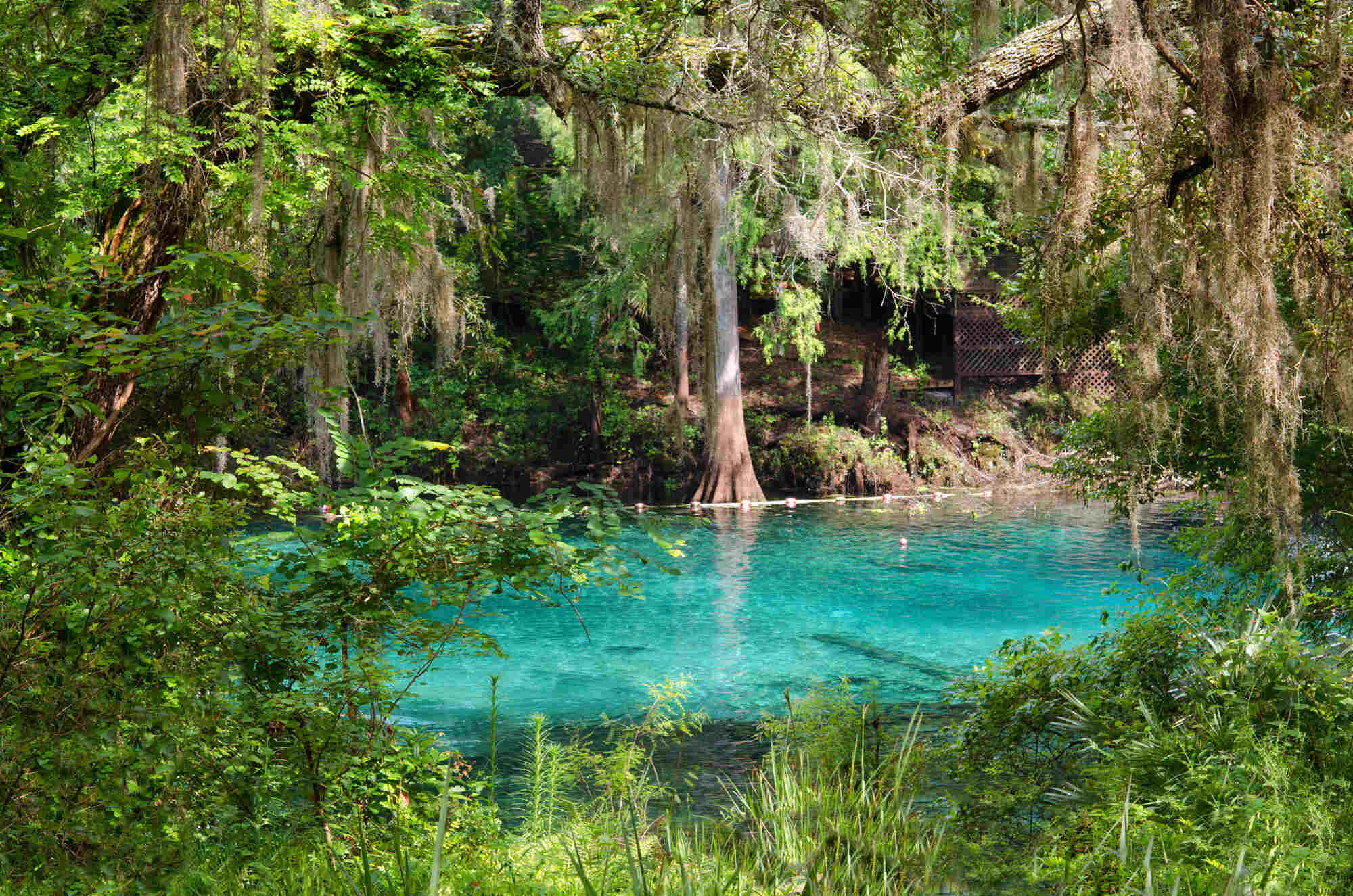 Mysteries-Of-Florida8217s-Green-Swamp-Springs mysteries-of-floridas-green-swamp-springs