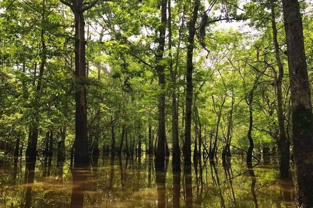 Mysteries-Of-Louisiana8217s-Allen-Creek-Springs mysteries-of-louisianas-allen-creek-springs