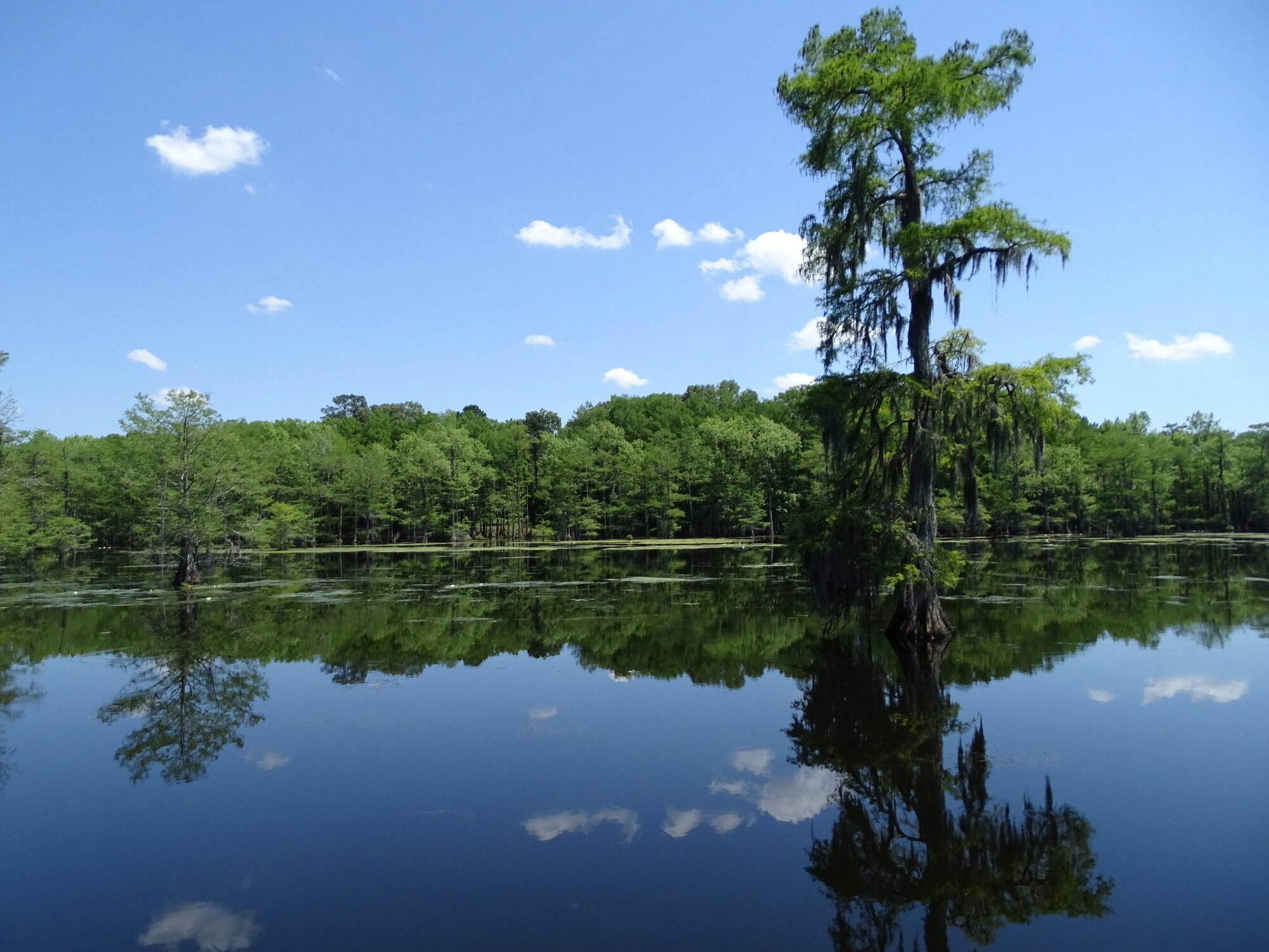 Mysteries-Of-Louisiana8217s-Chicot-State-Park-Springs mysteries-of-louisianas-chicot-state-park-springs