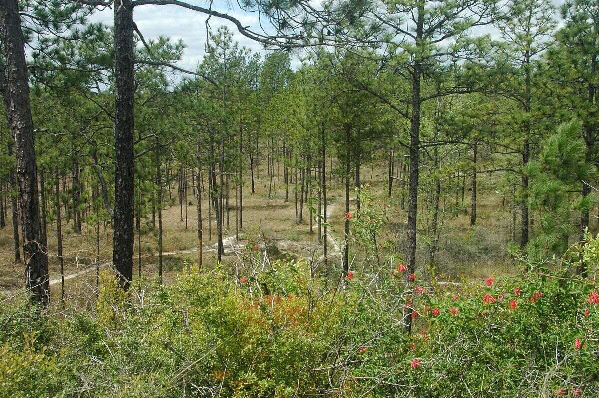 mysteries-of-louisianas-longleaf-vista