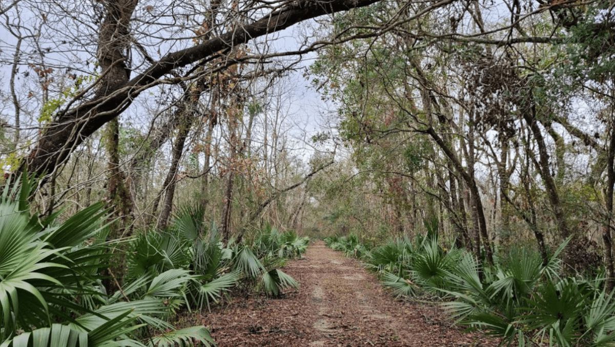 Mysteries-Of-Louisiana8217s-Palmetto-Springs mysteries-of-louisianas-palmetto-springs