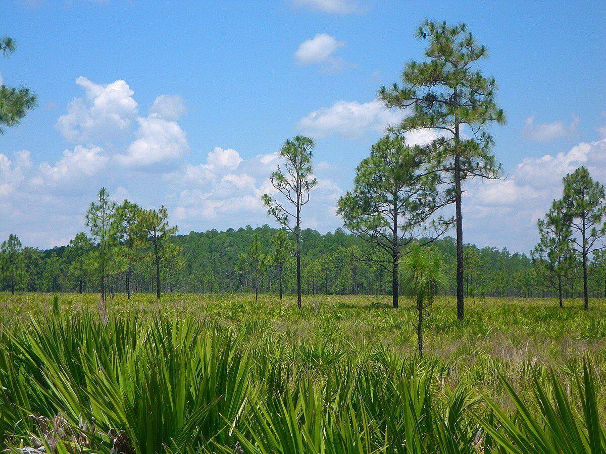 Mysteries-Of-Mississippi8217s-Cypress-Dome-Springs mysteries-of-mississippis-cypress-dome-springs