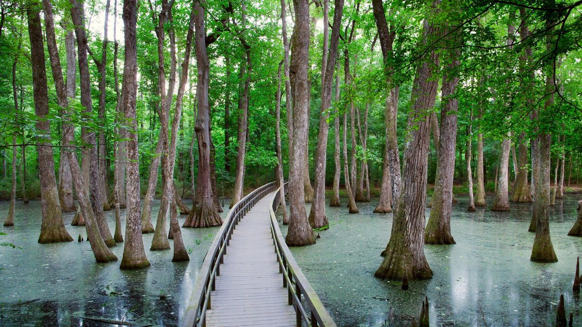 Mysteries-Of-Mississippi8217s-Cypress-Swamp-Springs mysteries-of-mississippis-cypress-swamp-springs