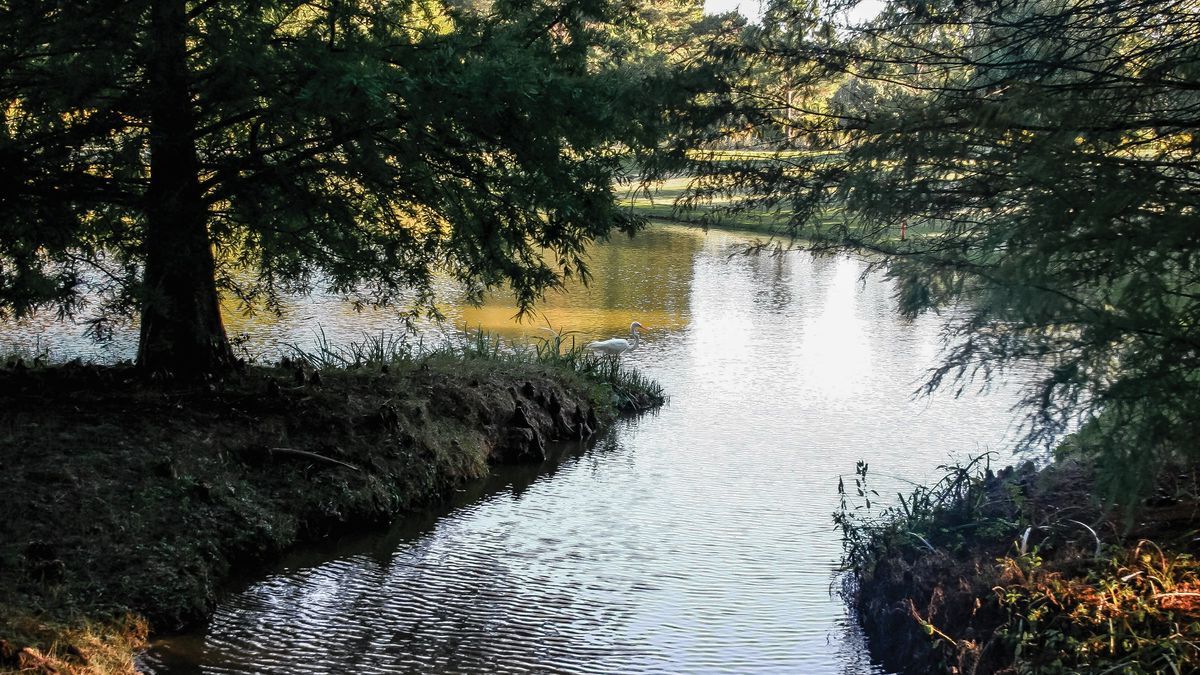 Mysteries-Of-Mississippi8217s-Ghost-Bayou mysteries-of-mississippis-ghost-bayou