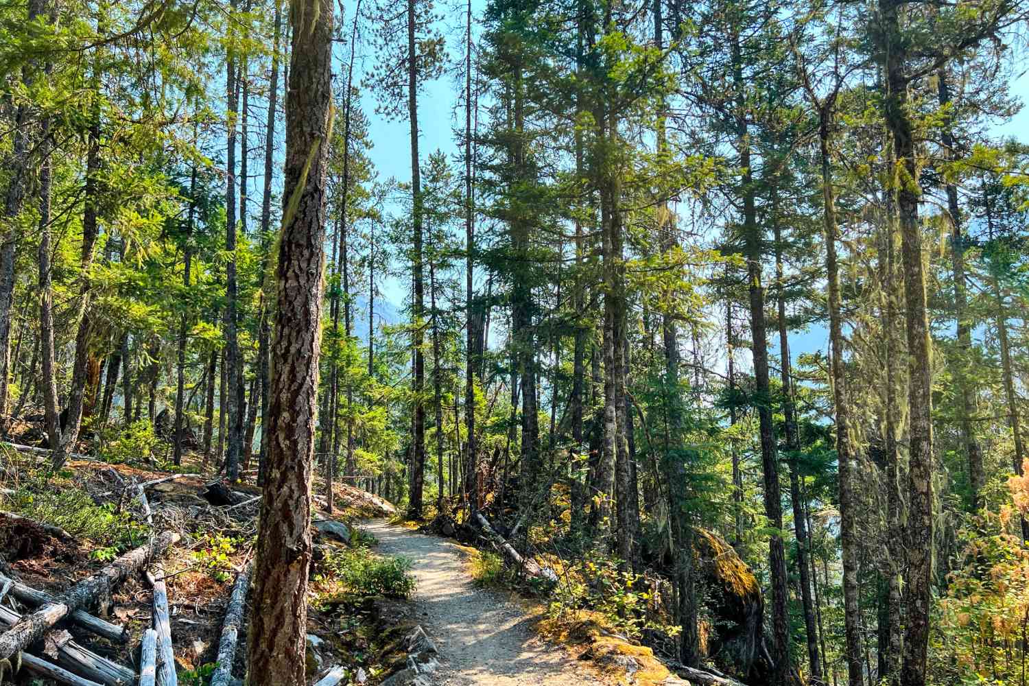 mysteries-of-nevadas-hidden-forest