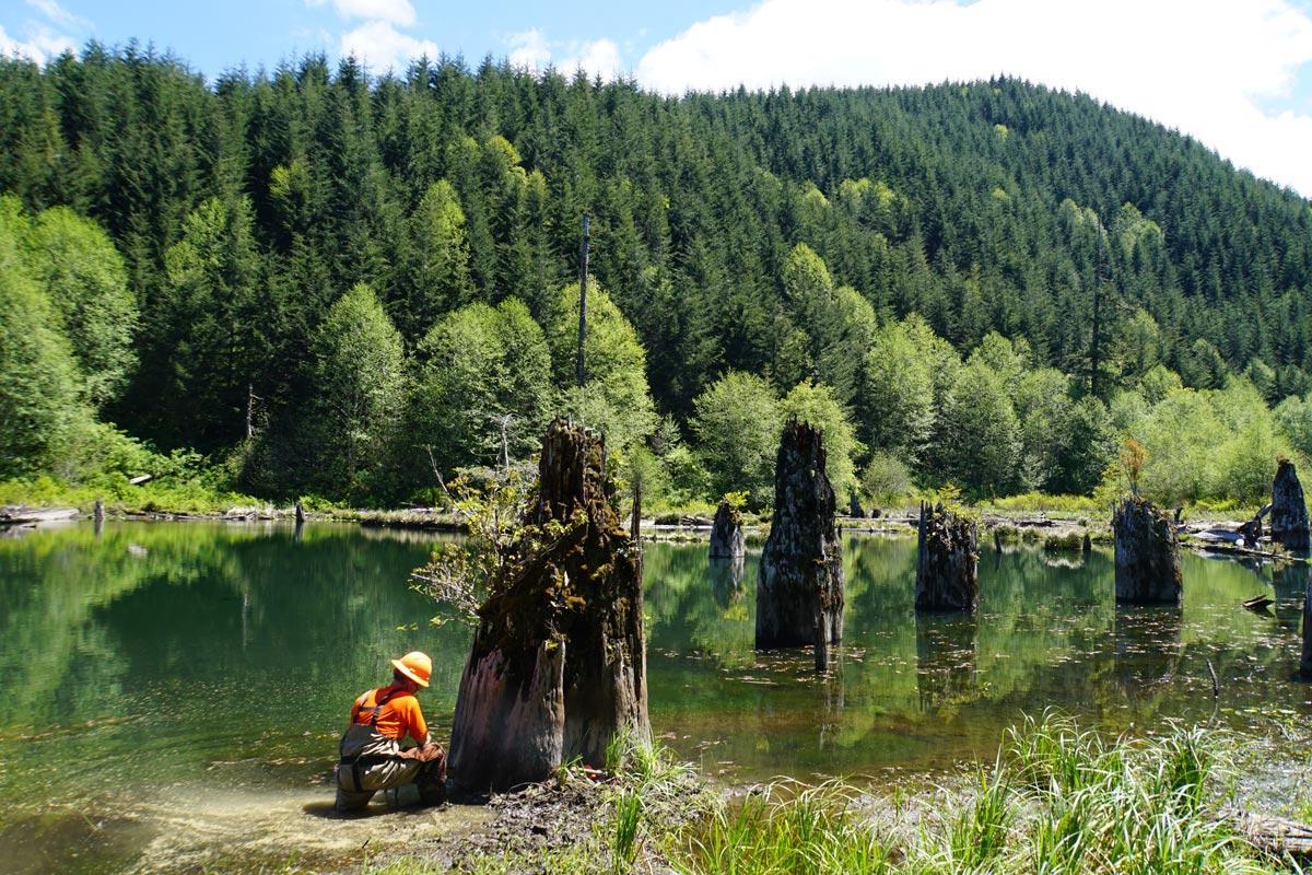 mysteries-of-oregons-ghost-forest