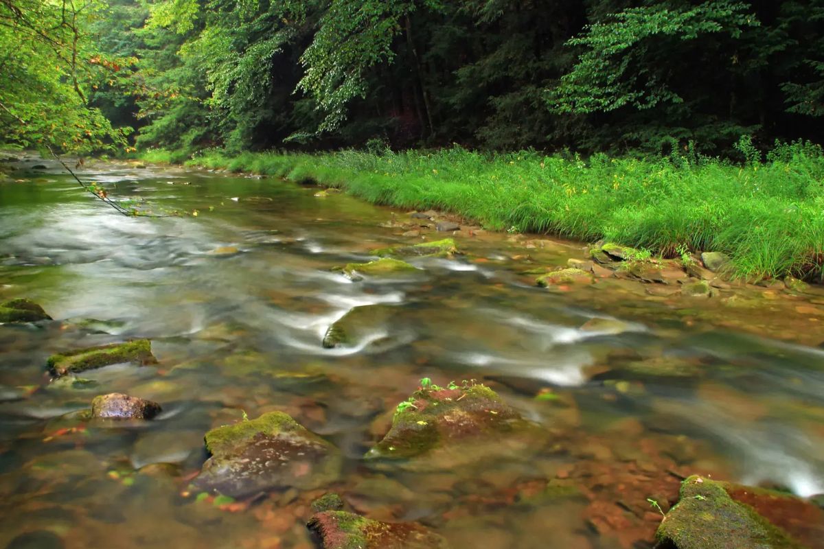 mysteries-of-pennsylvanias-hammersley-wild