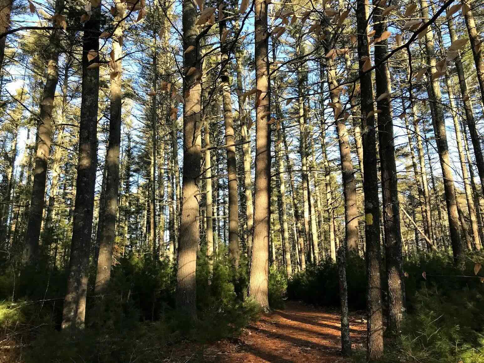 Mysteries-Of-Rhode-Island8217s-Dark-Forest mysteries-of-rhode-islands-dark-forest