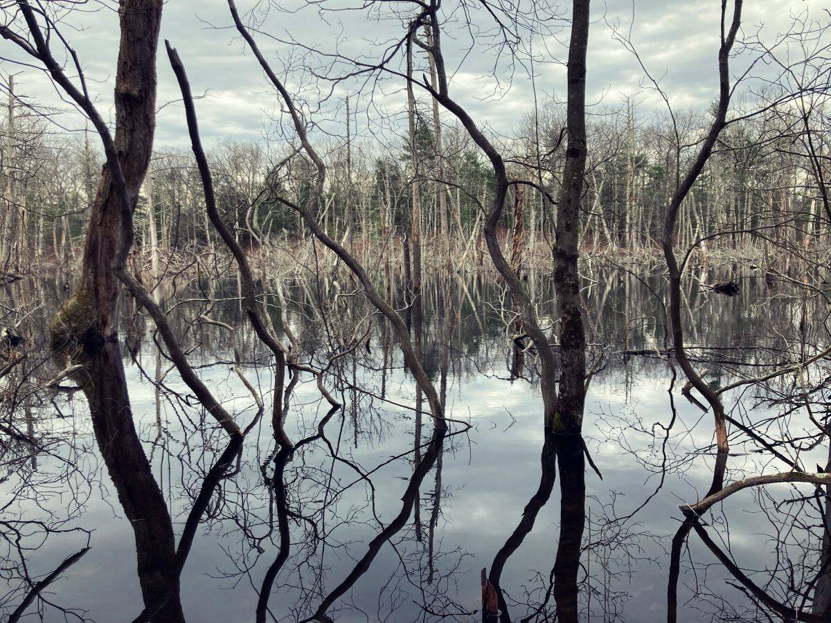 Mysteries-Of-Rhode-Island8217s-Dark-Swamp mysteries-of-rhode-islands-dark-swamp