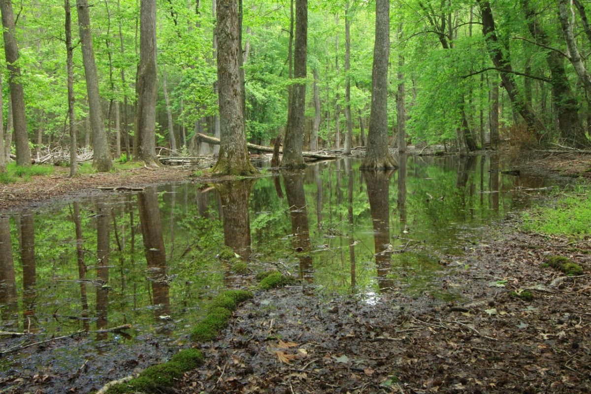 mysteries-of-tennessees-gum-swamp-waters