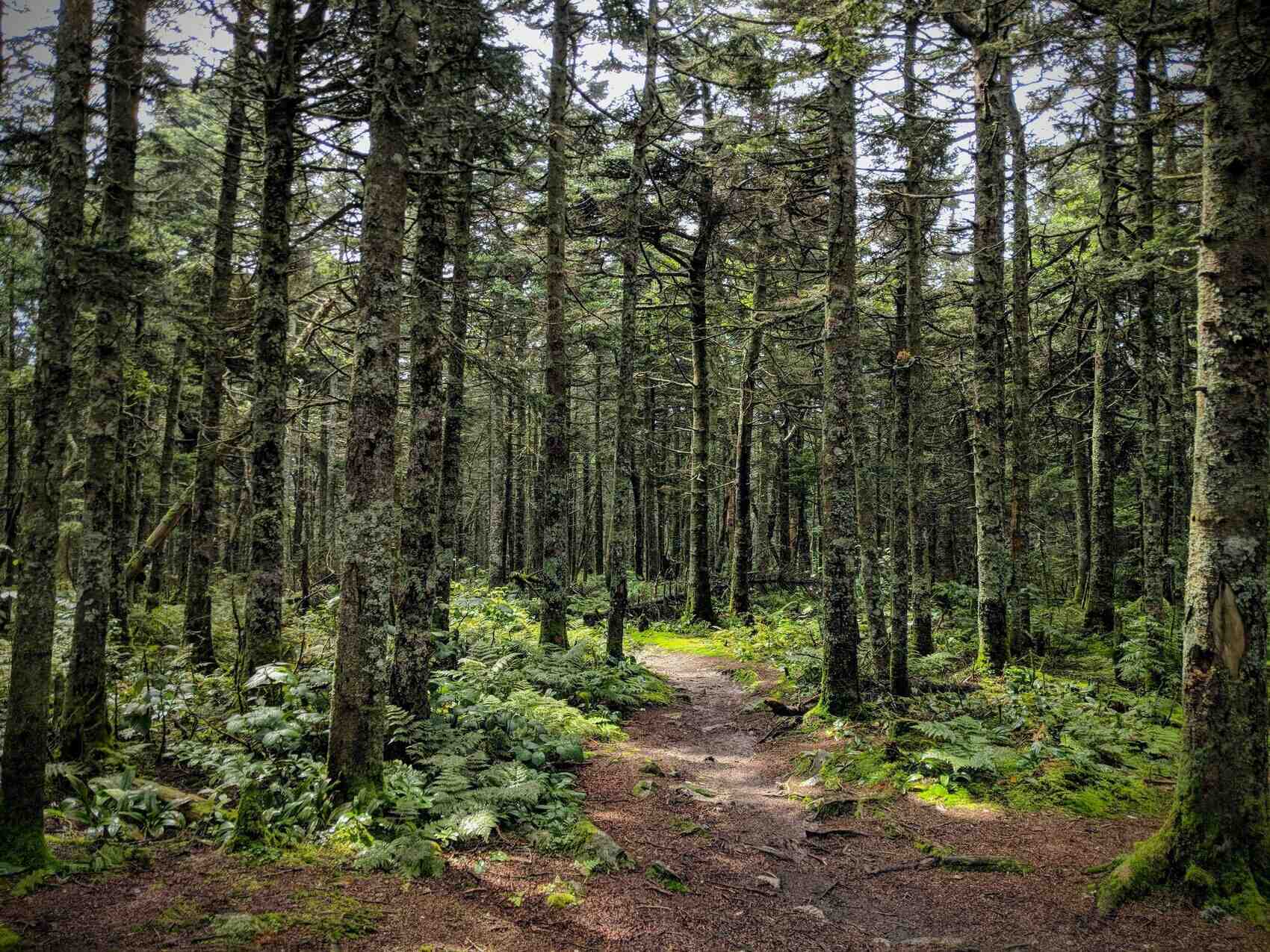 mysteries-of-vermonts-glastenbury