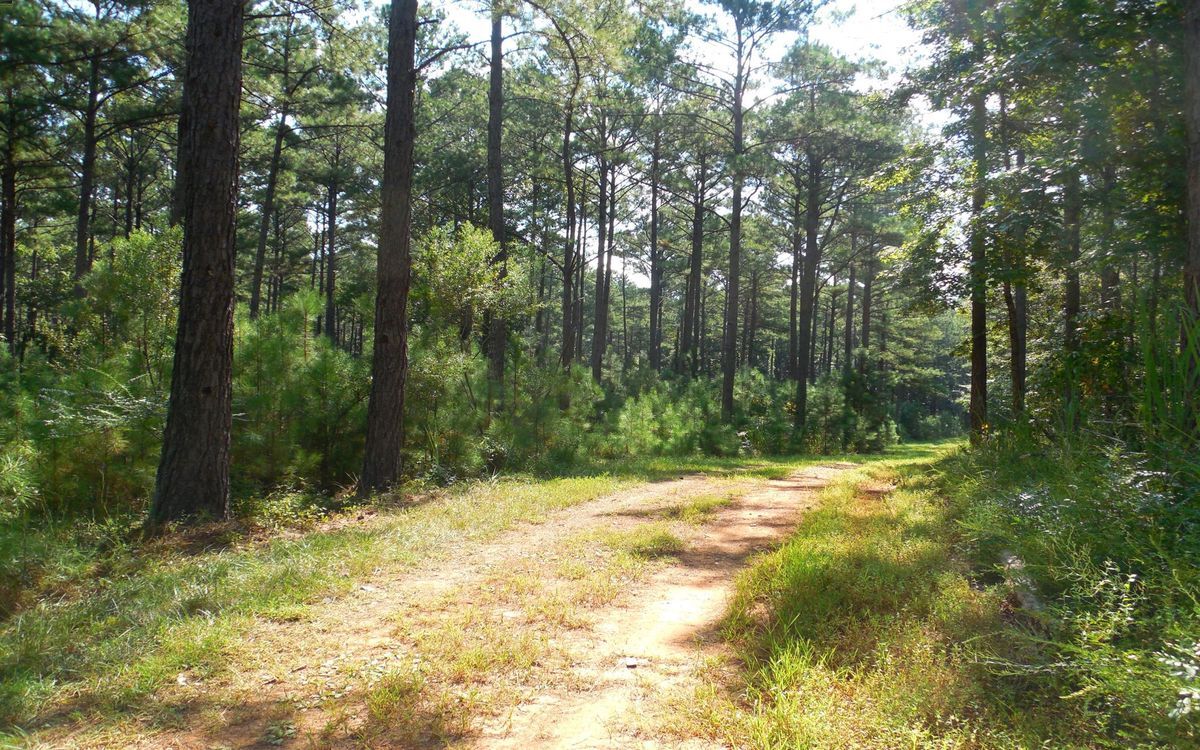 Mysteries-Within-Alabama8217s-Sacred-Forest mysteries-within-alabamas-sacred-forest