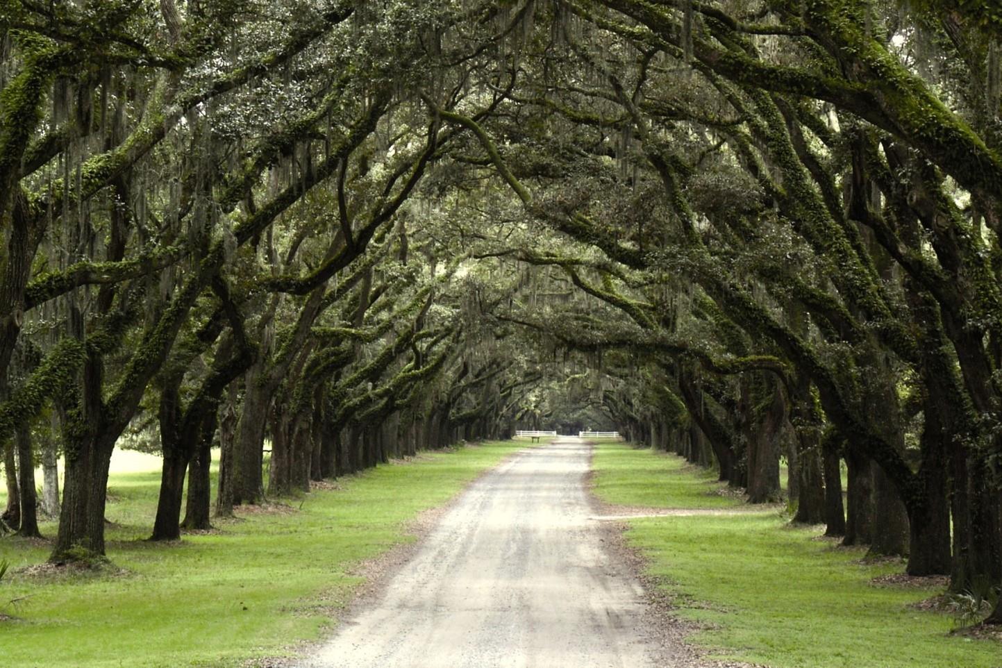 mystery-of-georgias-forgotten-colony