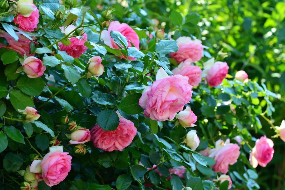 Nebraska8217s-Wild-Rose-Secret-Springs nebraskas-wild-rose-secret-springs