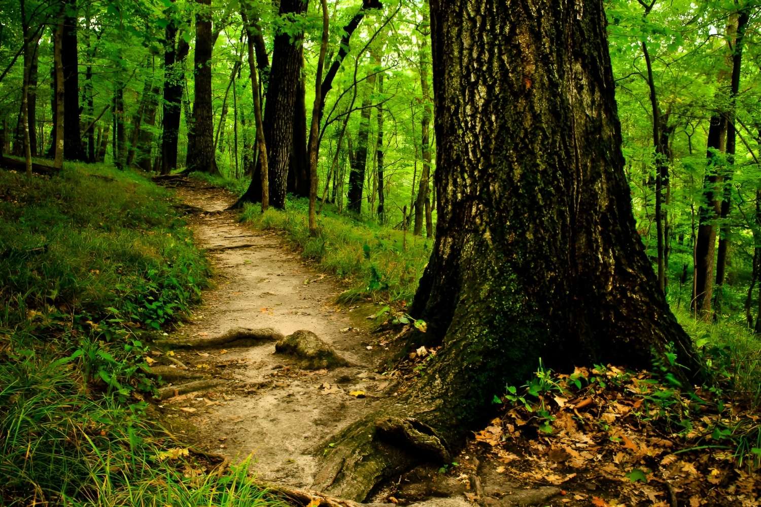 Secret-Trails-Of-Iowa8217s-Backbone secret-trails-of-iowas-backbone